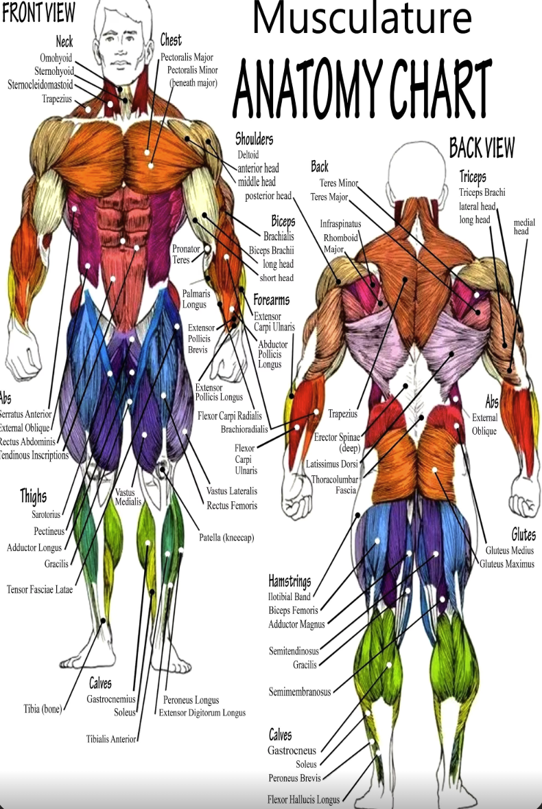 Why Muscle Anatomy Makes or Breaks a Digital Sculpt-数字雕塑