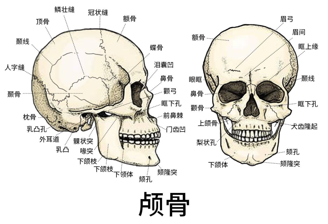 ZBrush 如何雕刻逼真的人物面部:五官比例与结构要点-数字雕塑